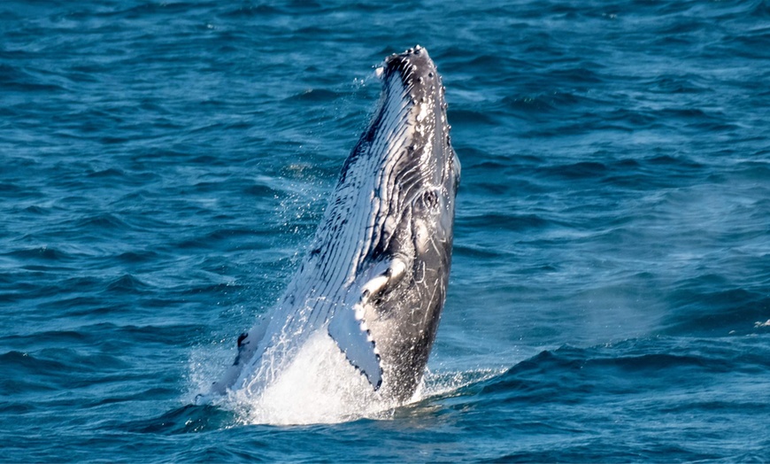 Image 4: 2.5-Hour Whale Watching Tour for 1 Child Age 3-13 or 1, 2, or 4 Adults