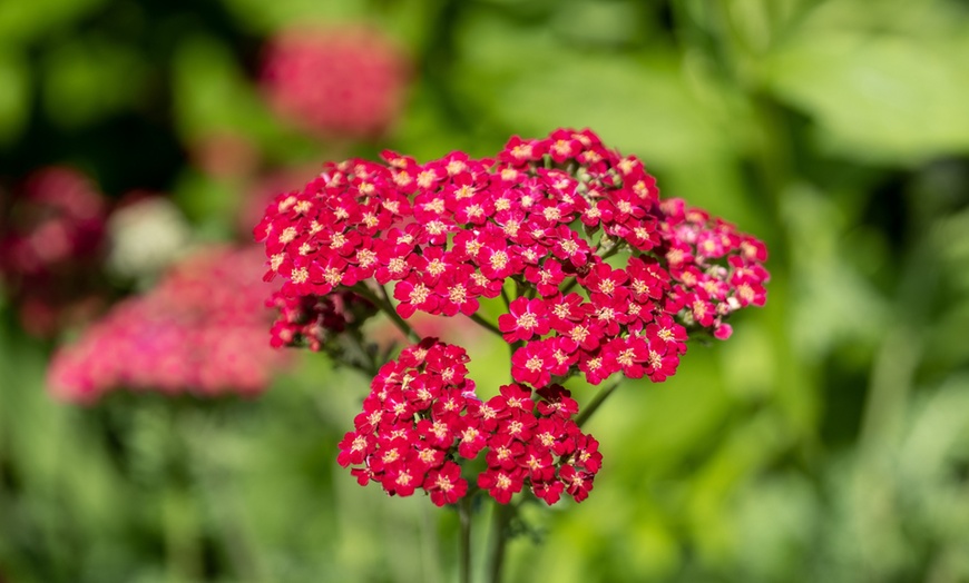 Image 2: 36 Lucky Dip Potted Cottage Garden Perennial Plants