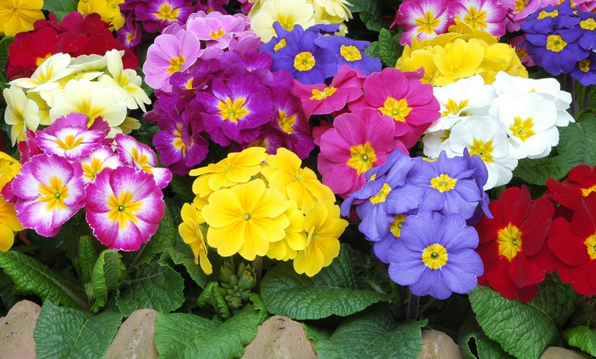 Image 5: 24, 48 or 72 Polyanthus Crescendo Carousel Mix Plants