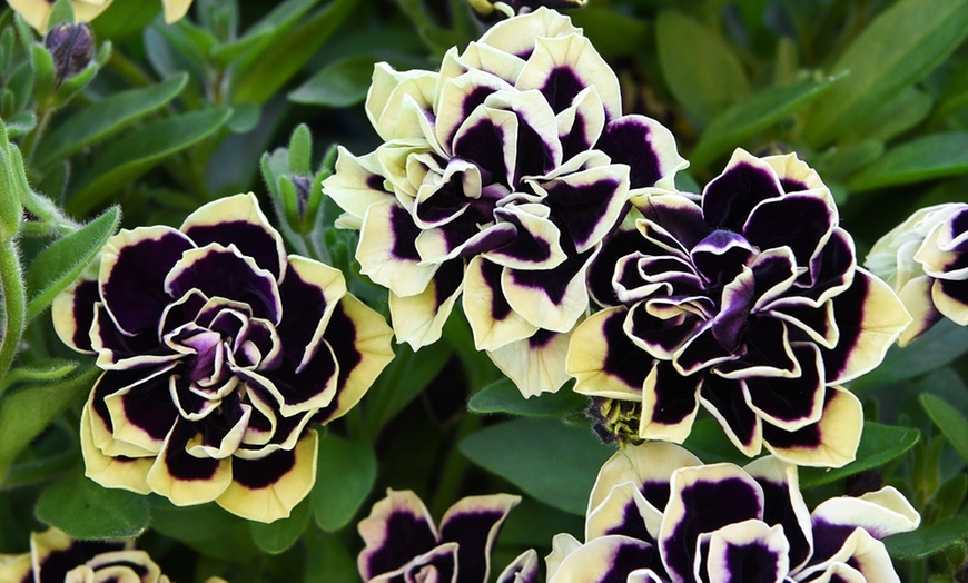 Image 8: Petunia Mystical Midnight Gold - 5 or 10 Plants