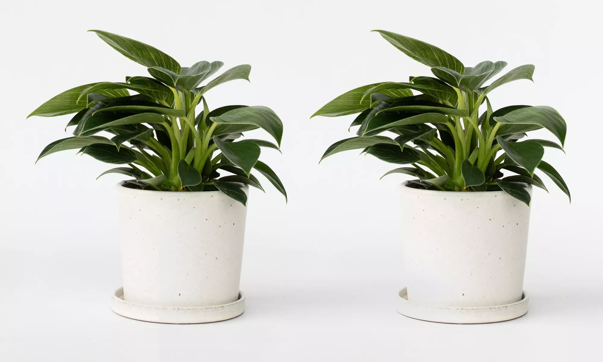 1 o 2 Filodendro ola blanca - Second Medium