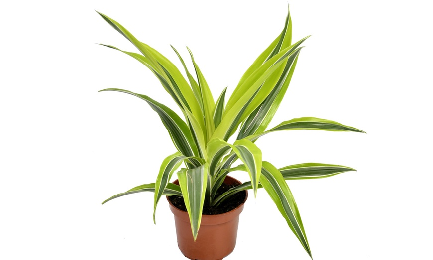 Image 9: Assortiment de 4 "Dragon Trees" de Gardenzo