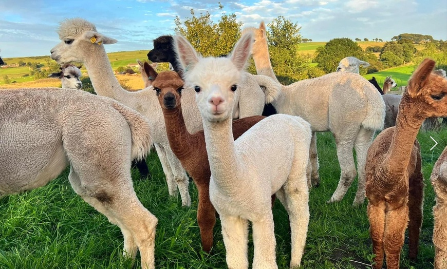 Image 1: Dive Into Adventure: Alpaca Walking and Feeding Experience