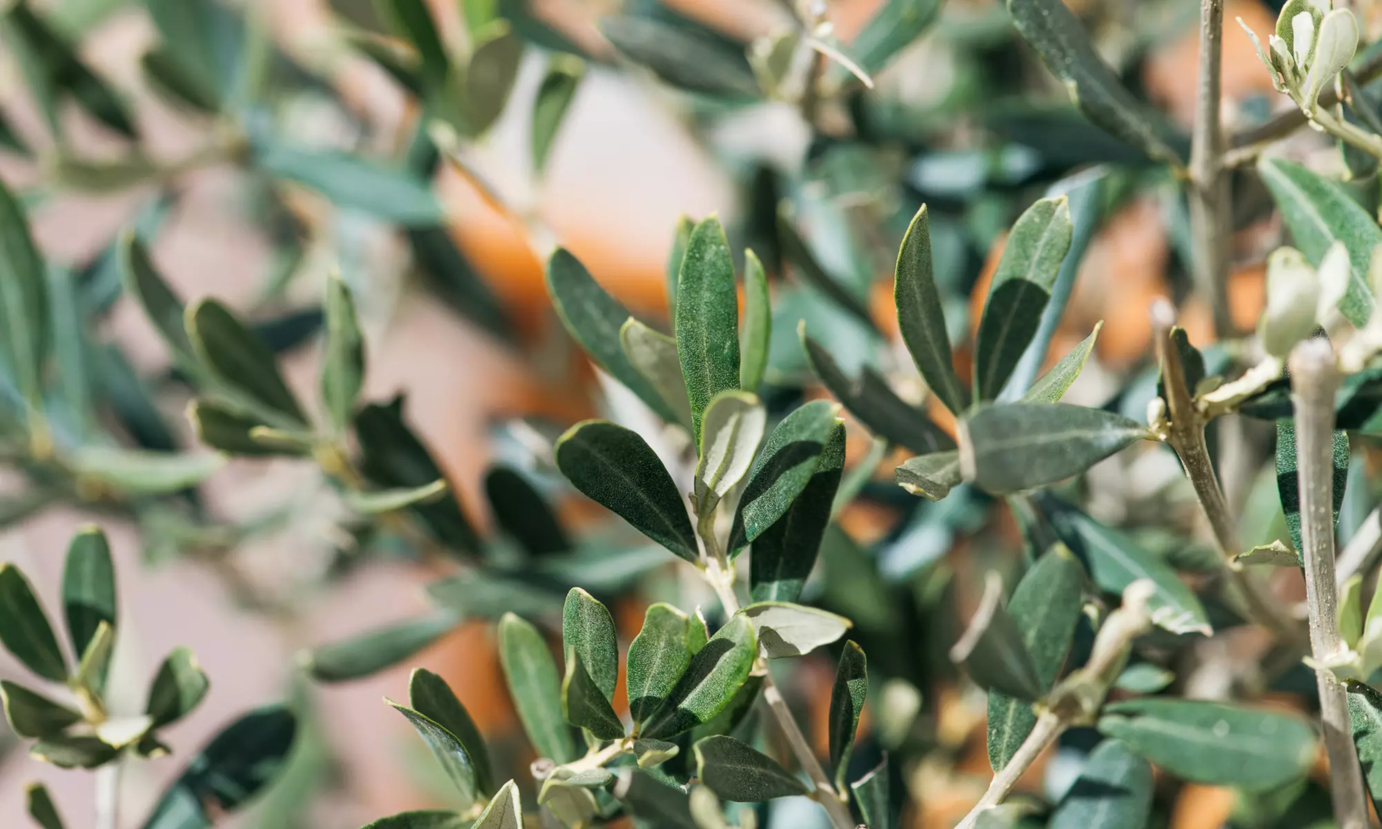 1x oder 2x winterharter Olivenbaum