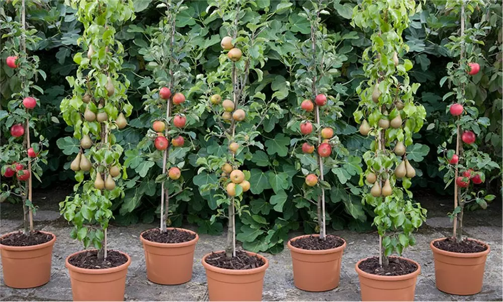 Dwarf Patio Pillar Fruit Trees Mini Orchard from £17.99 - Primary Image