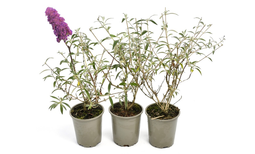 Image 6: Buddleja davidii Mariposa Bush