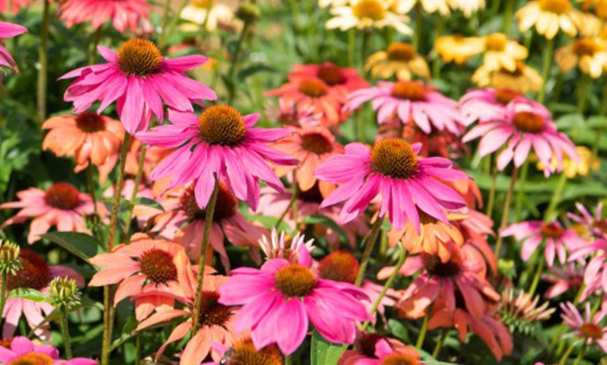 Image 13: Perennial Plant Collection Japanese Anemone, Echinacea and Delphinium