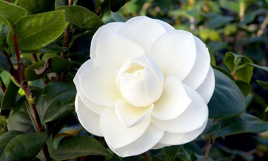 Image 6: Camelia Japonica Mixed Colours