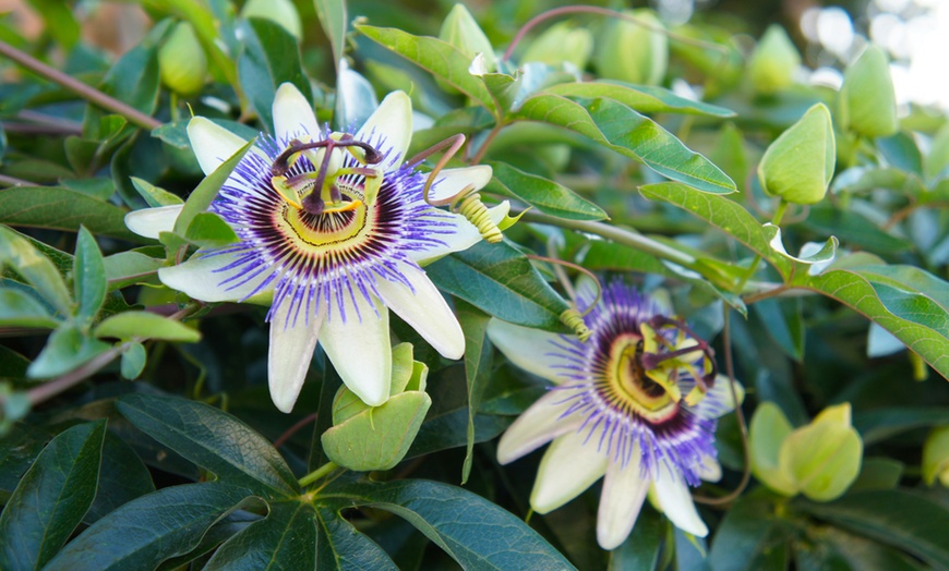 Image 3: Plantas de fruta de la pasión