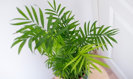 Palma tropicale Chamaedorea Elegans XL con spedizione gratuita