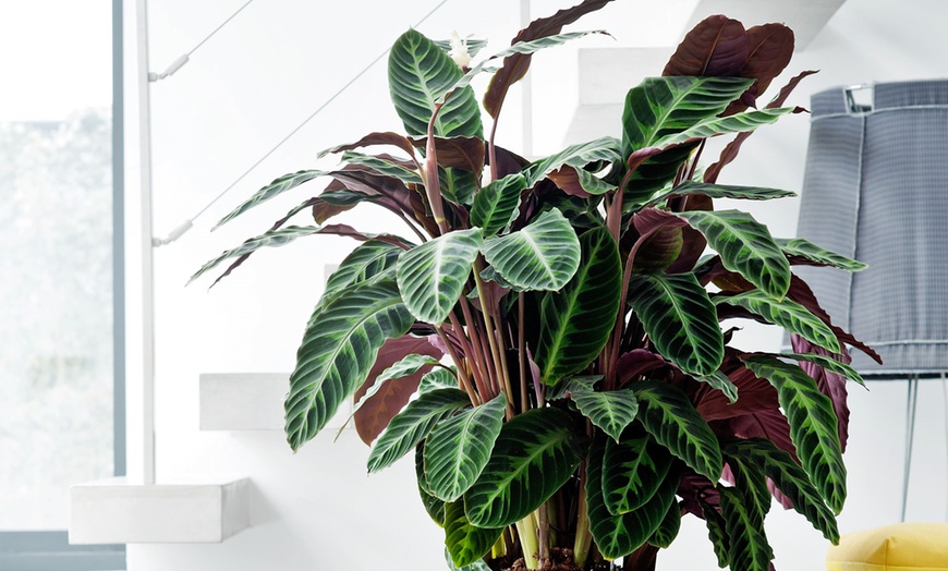 Image 3: Set of Four Easy-Care Houseplants