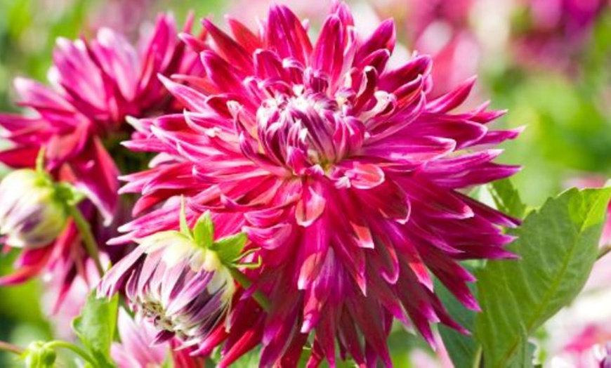 Image 13: Mixed Summer Dahlia Tubers