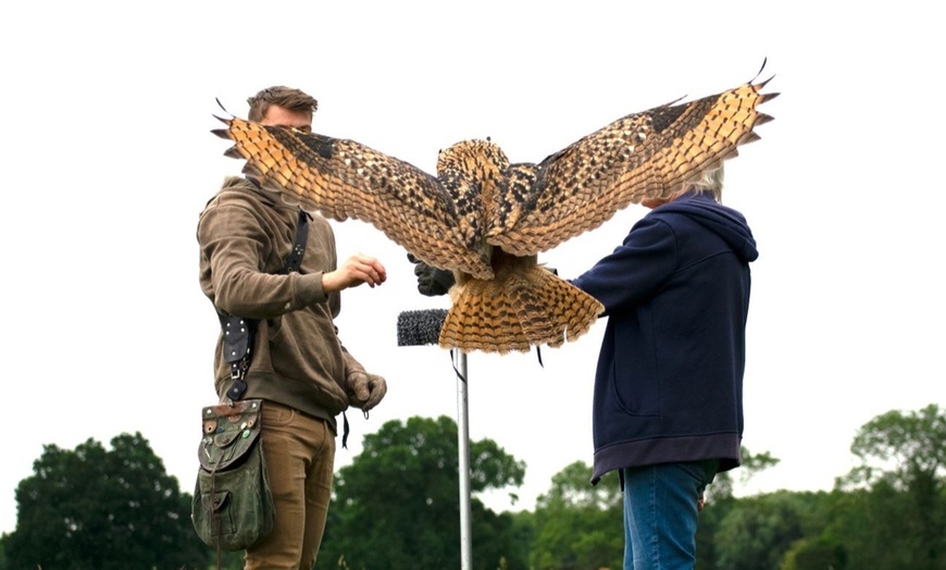 Image 4: Up to 68% Off on Falconry - Recreational at Mercer Falconry