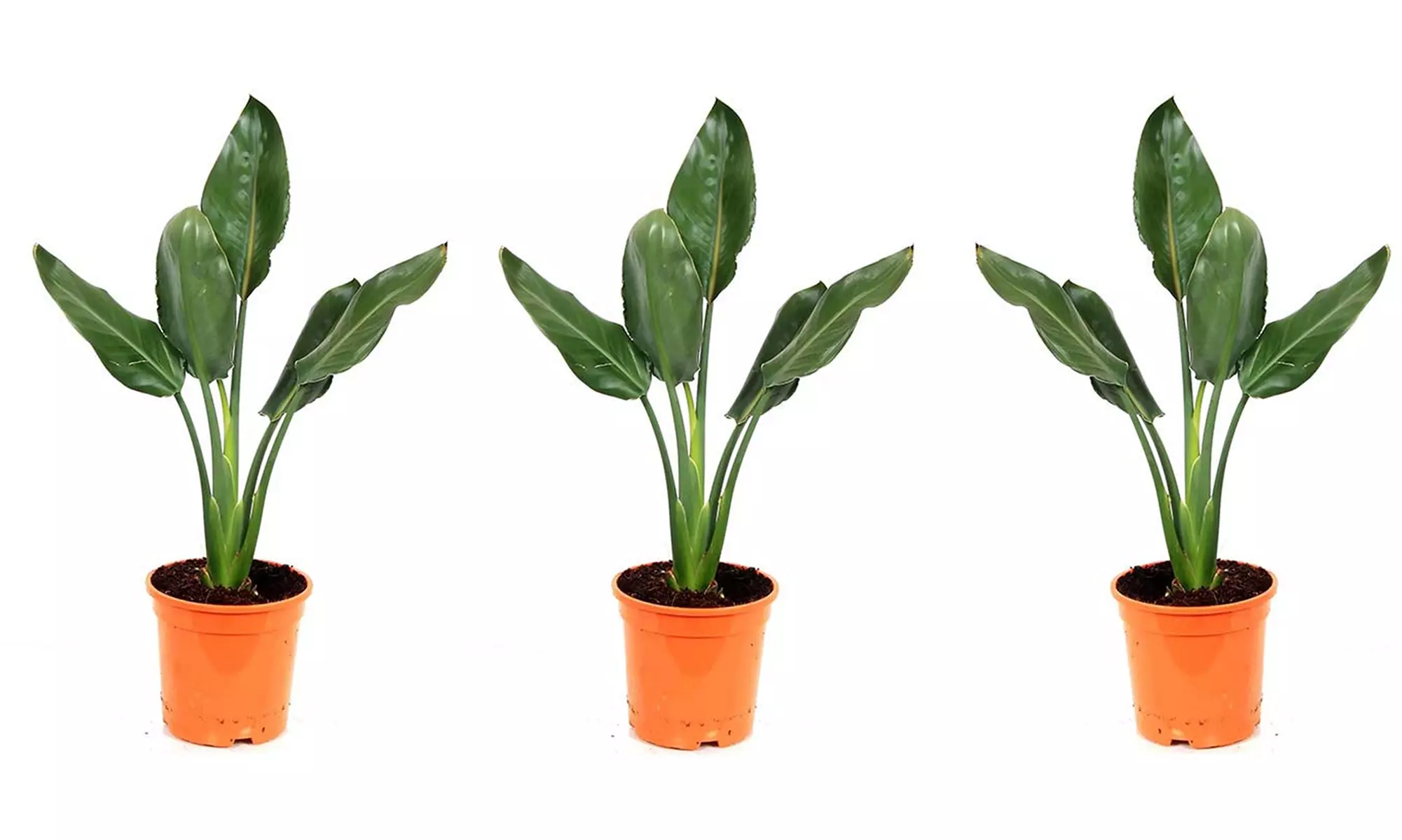 3 o 6 piante di Strelitzia Uccello del Paradiso