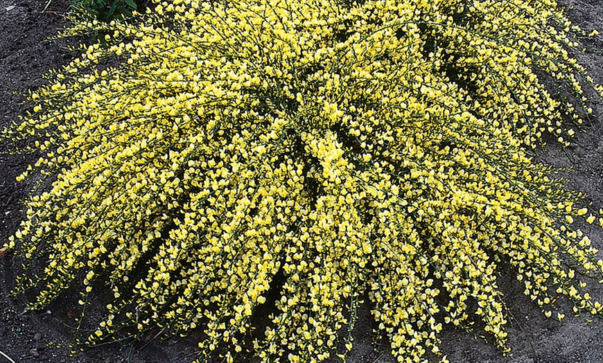 Image 2: Cytisus Plants