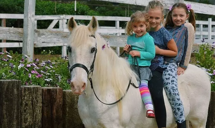 Horse Back Riding - Lessons at Liz Bolton Stables(Up to 25%Off) Two options - Second Medium