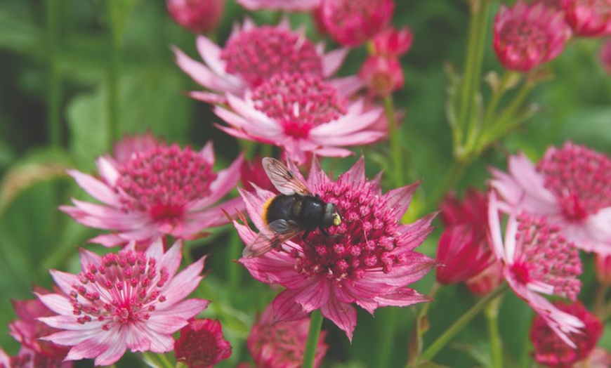 Image 1: Astrantia Major 'Venice' - 3 or 6 Plants