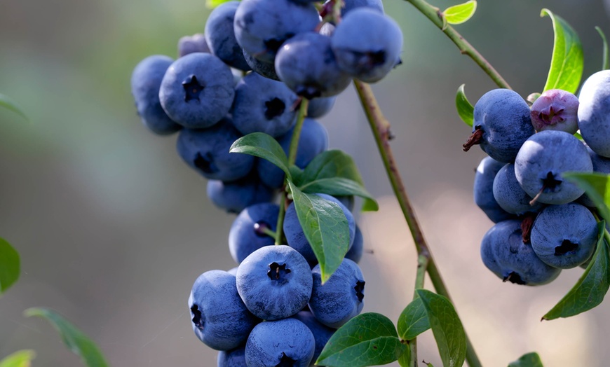 Image 1: Blueberry Bluecrop Mature Plants