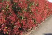 2x, 4x oder 6x Glanzmispel (Photinia fraseri) 'Red Robin' - Second Medium