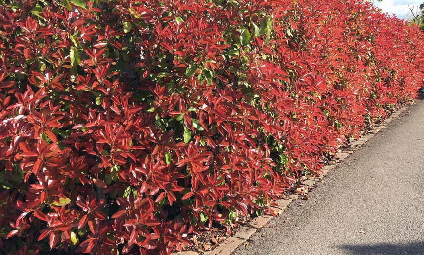 Image 4: 2, 4 o 6 piante di Photinia Red Robin