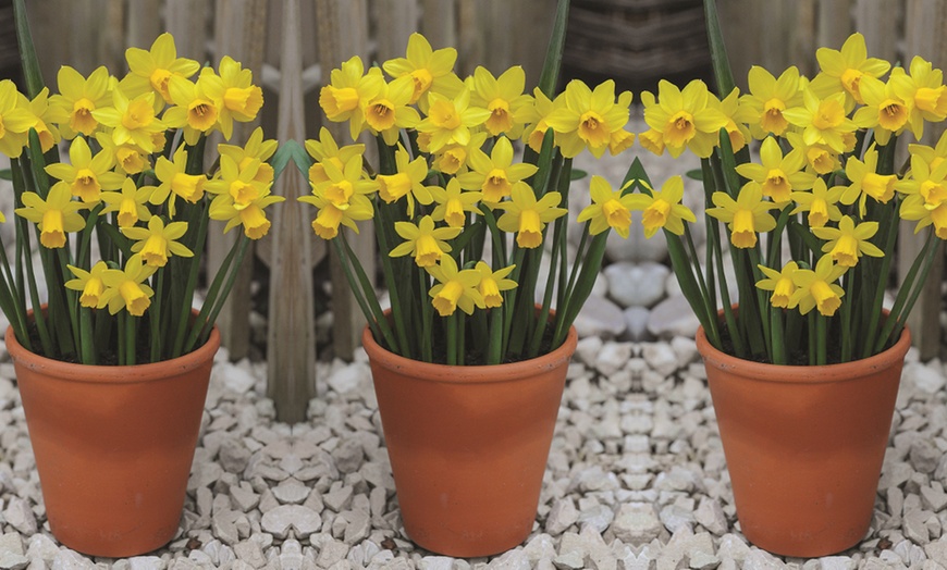 Image 10: 60 or 120 Narcissus Daffodil Dwarf Collection Bulbs