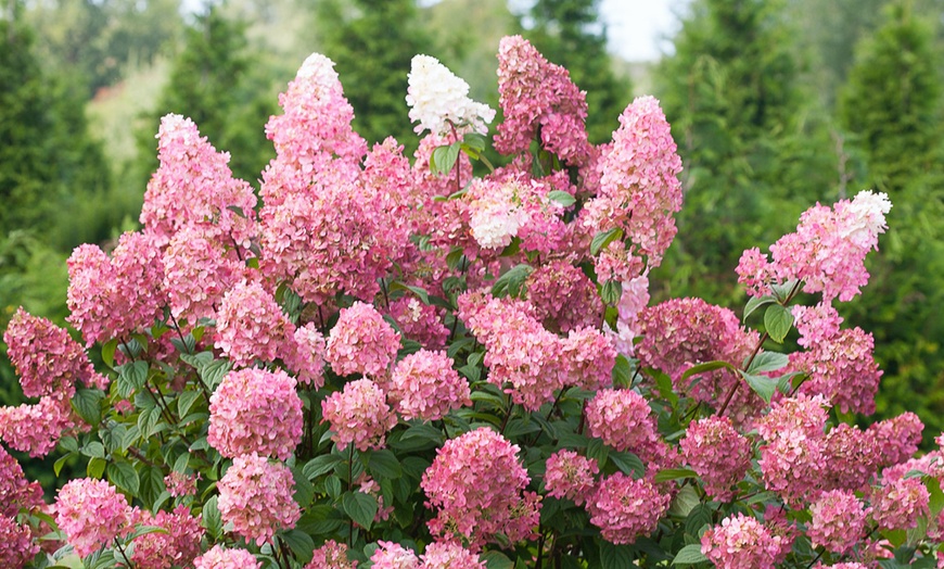 Image 6: Sets d'hortensias XXL à fleurs