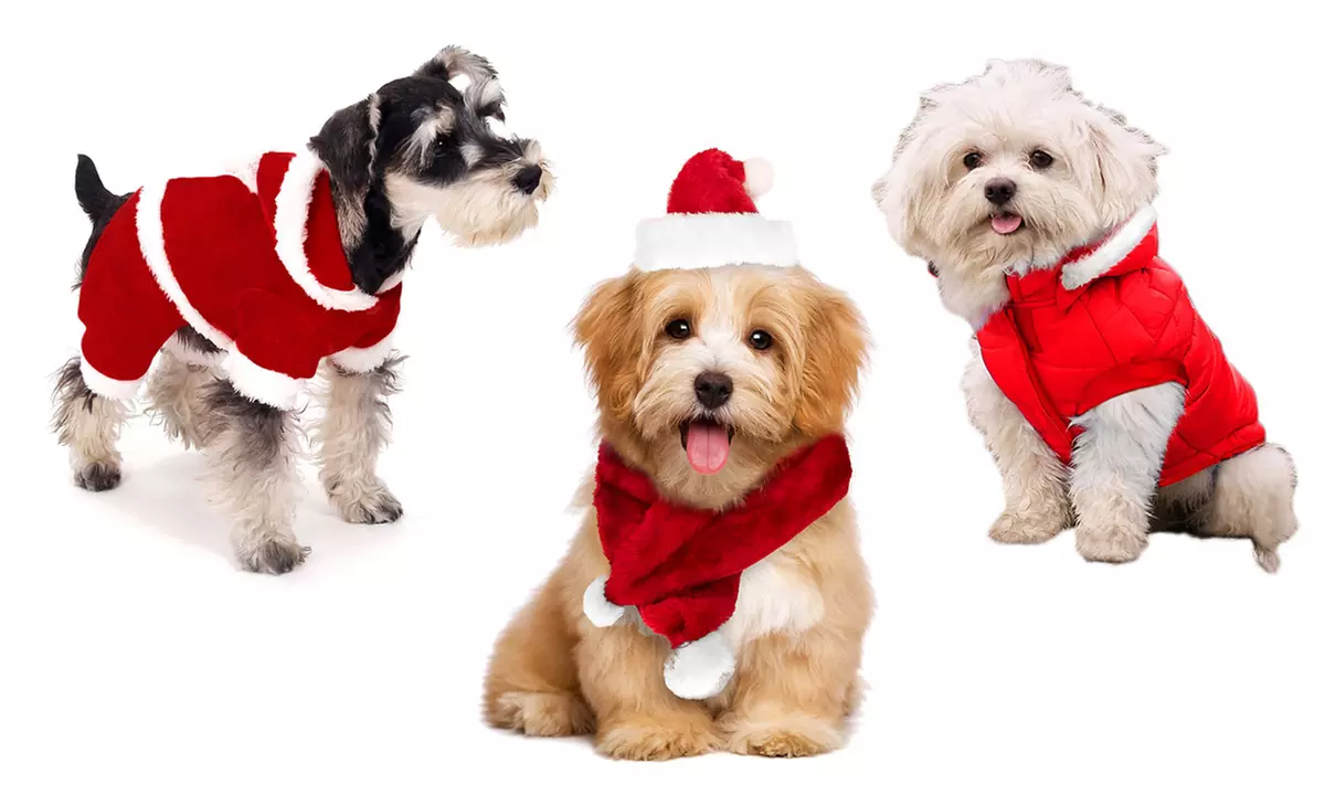 Vêtements de Père Noël pour chien de petite taille - Primary Image