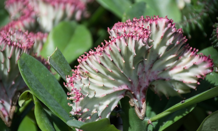 Image 2: Cactus Euphorbia Lactea