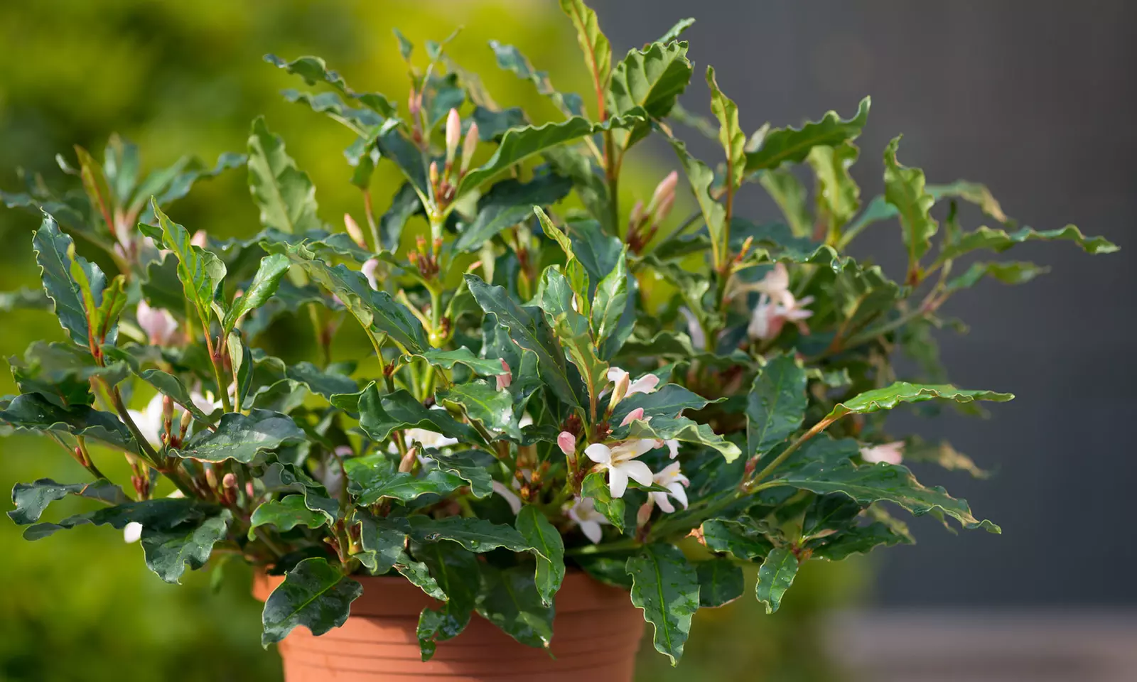Sweetly Fragrant African Gardenia Plant (6") - Primary Image