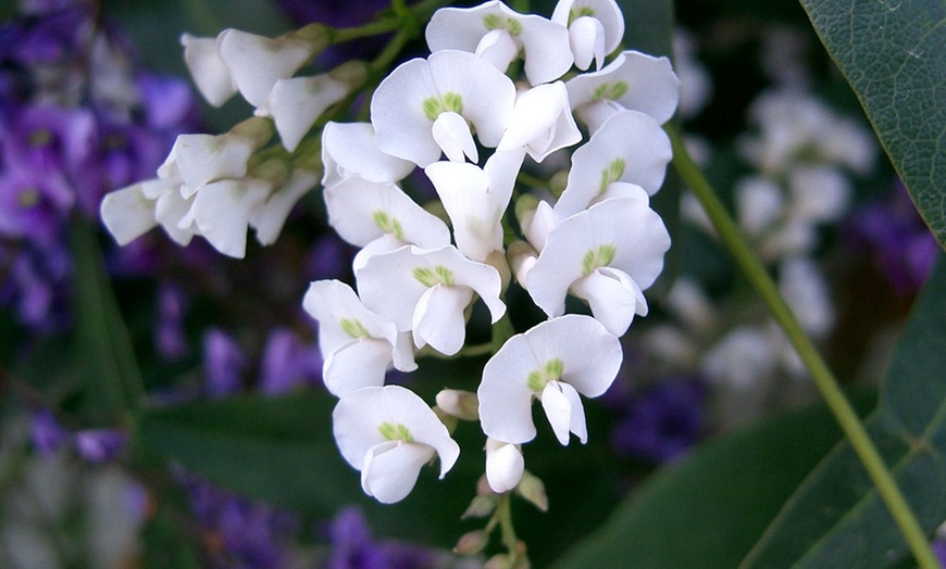 Image 3: Lilac Vine Plant