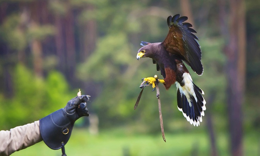 Image 1: Half-Day Falconry Experience