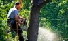 $99 for $250 Worth of Tree-Removal Services from Adam's Pristine Acres