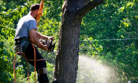 $99 for $250 Worth of Tree-Removal Services from Adam's Pristine Acres - Primary Image