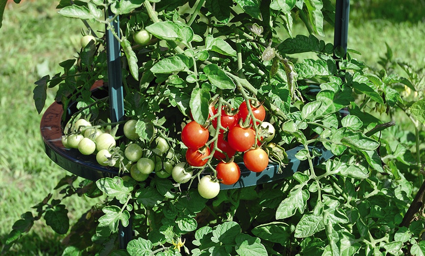 Image 6: Tomato-Growing Towers or Support