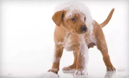 Dog Care Services at Puptown. Three Options Available. - Primary Image