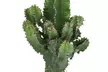 1 ou 2 cactus Euphorbia Cowboy, 60 à 70 cm à la livraison - Second Medium