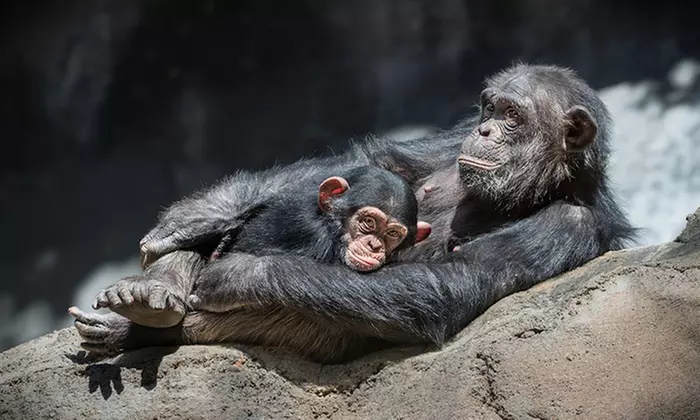 $14 for One Admission for a Child or Adult at Los Angeles Zoo and Botanical Gardens ($20 Value) - Primary Image