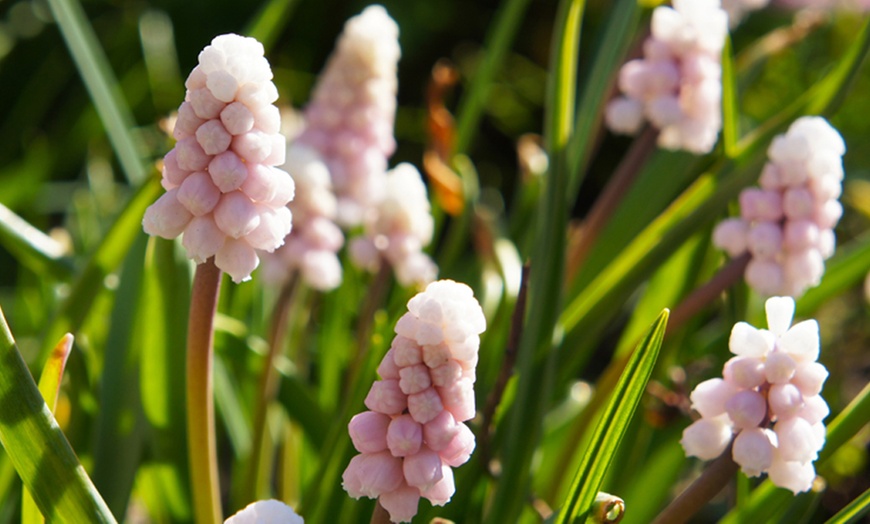 Image 3: Up to 20 Bulbs of Muscari Pink Sunrise