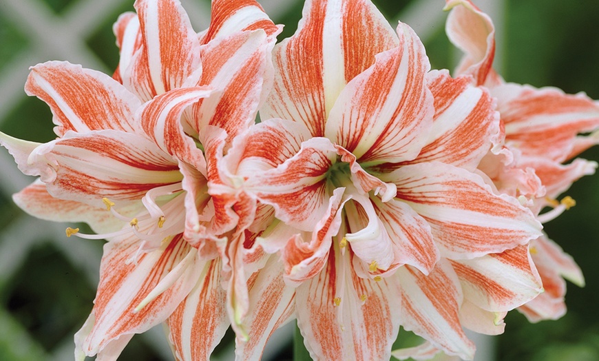 Image 3: Amaryllis Hippeastrum Bulbs 