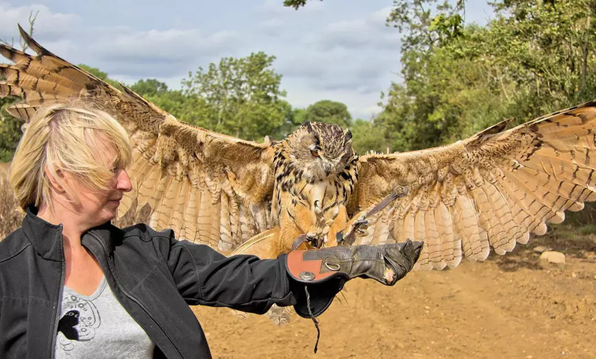 Image 3: Half-Day Falconry Experience