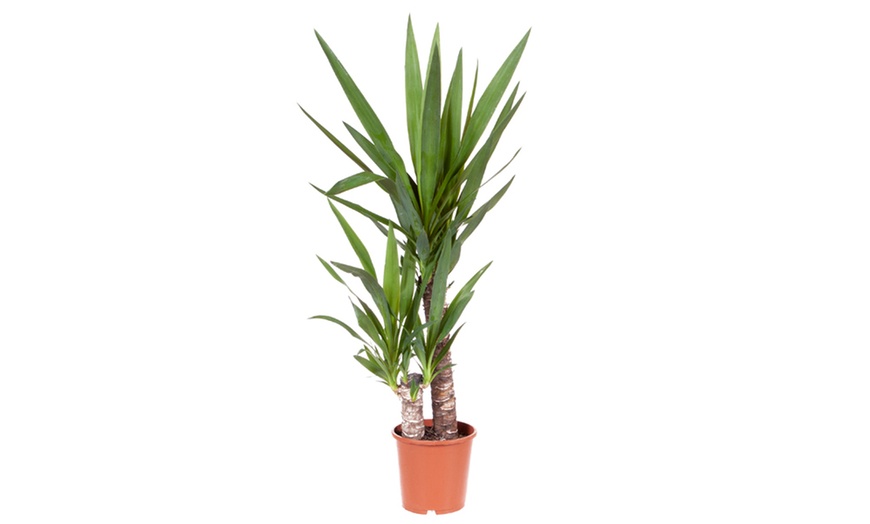 Image 3: Indoor Yucca Plant 