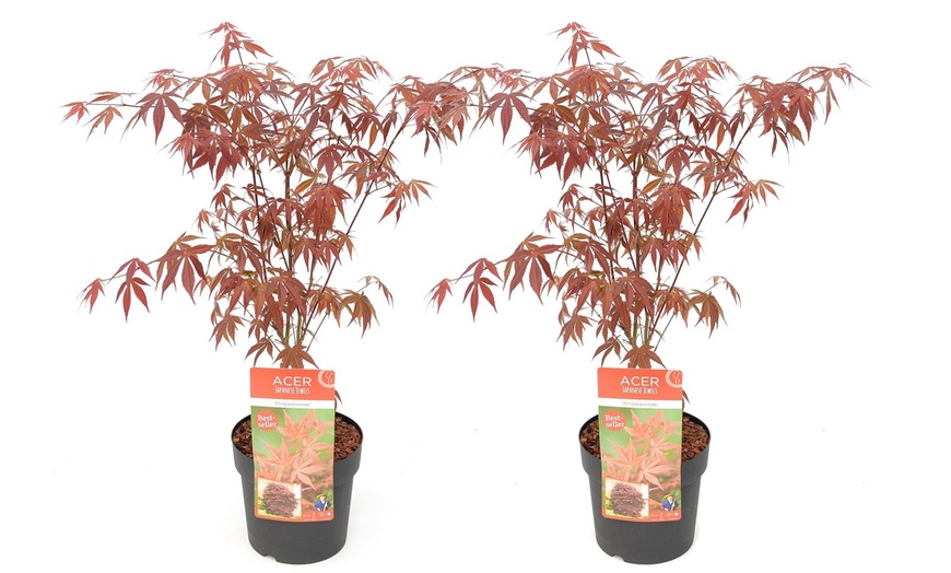 Image 3: Érable japonais Acer Atropurpureum