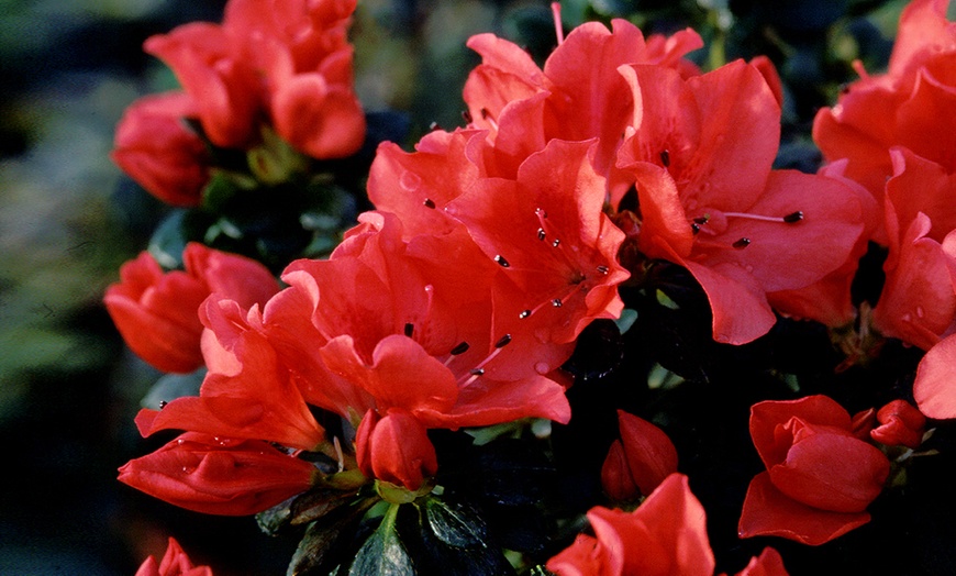 Image 2: Evergreen Azalea Tree