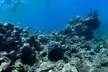 Open Water Scuba Diver course at Goblin Diving Center (Up to 44% Off) - Image 4