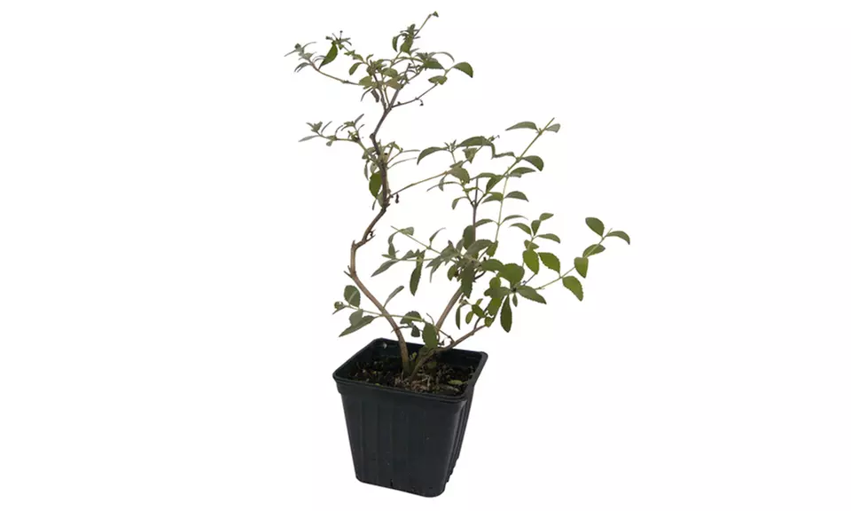 Butterfly Bush Black Night 2-Inch Potted Plant (3-Pack) - Second Medium