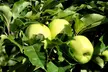 Orchard Fruit Tree Collection - Apple Braeburn, Golden Delicious and Pear Conference - Image 6