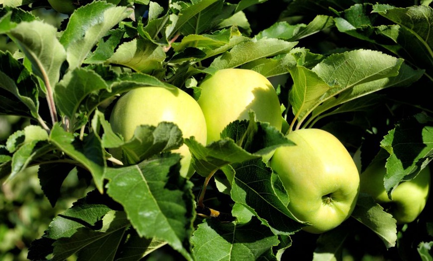 Image 6: Orchard Fruit Tree Collection