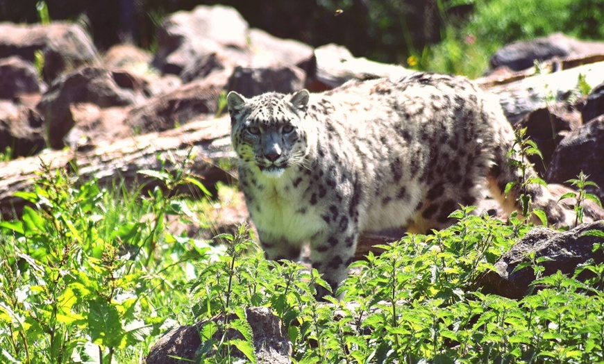 Image 4: Unlock Wildlife Wonders: Safari Zoo Cumbria Pass
