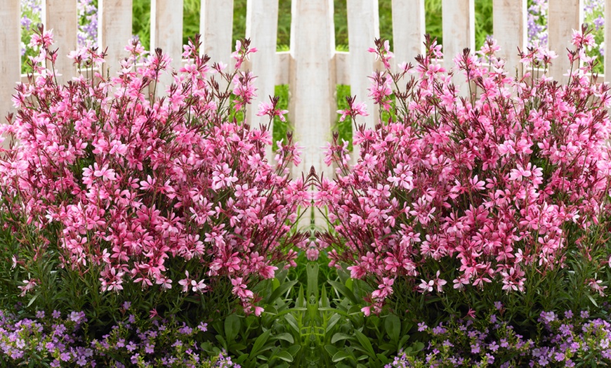 Image 1: Gaura Baby Butterfly Dark Pink 9cm Pot - One or Three Plants