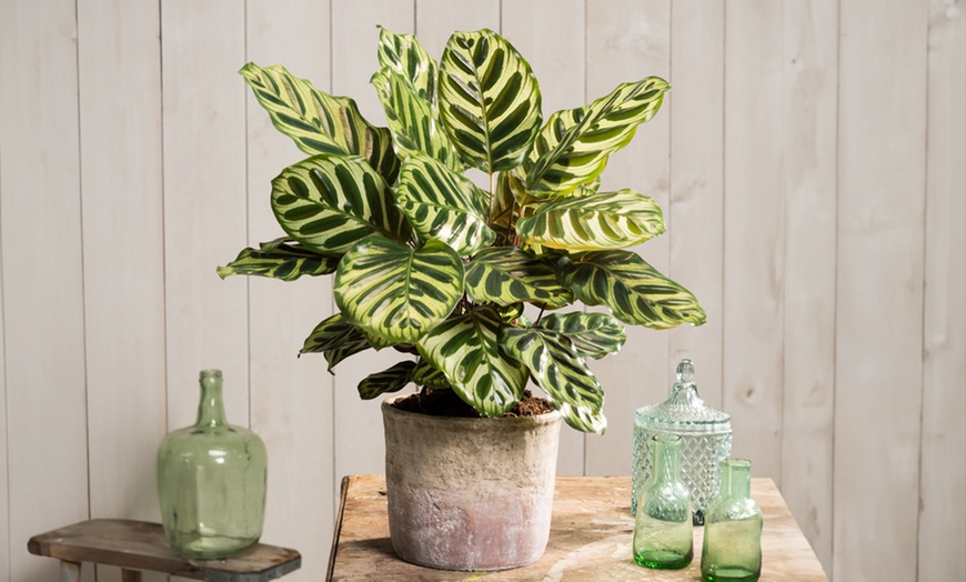 Image 6: Plante "Calathea"